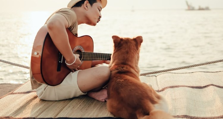 Voordeligste Last Minute Vakantiehuizen in Zeeland met de Hond