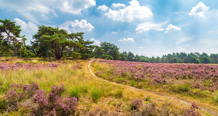Zomervakantie op de Veluwe: 5x Verborgen parels die je niet mag missen