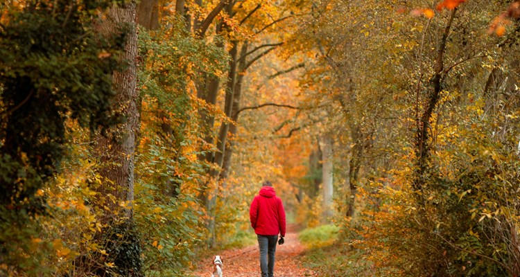 Herfstvakantie in Drenthe: Ontdek de 5 mooiste plekken 
