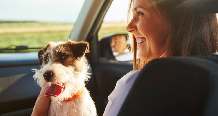 De beste hondvriendelijke vakantiehuizen in Europa voor 2026: De ultieme gids